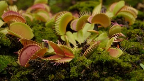 Venus flytrap (Dionaea muscipula) fly escapes Stock Footage 117813022