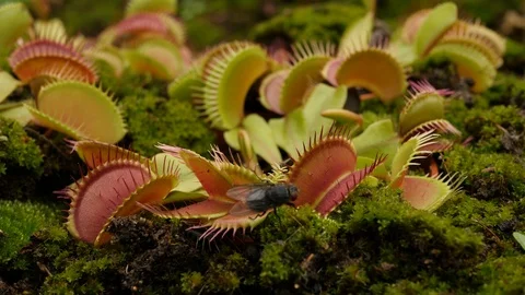 Venus flytrap (Dionaea muscipula) fly escapes Stock Footage 117813906