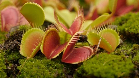 Venus flytrap (Dionaea muscipula) fly escapes Stock Footage 117821508