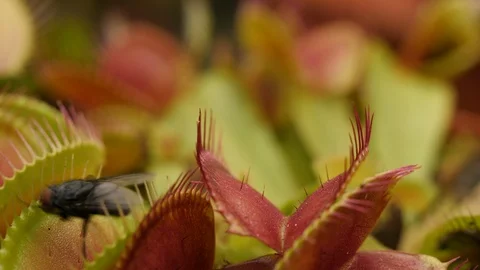 Venus flytrap (Dionaea muscipula) fly escapes Stock Footage 117823574