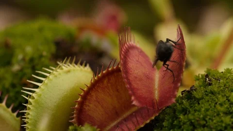 Venus Fly Trap Stock Video Footage Royalty Free Venus Fly Trap Videos
