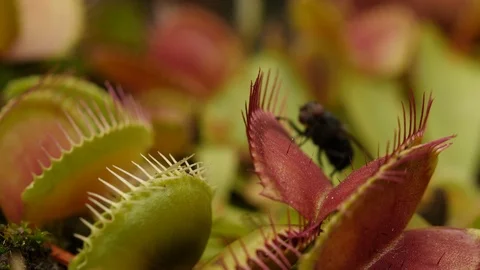 Venus flytrap (Dionaea muscipula) fly escapes Stock Footage 117828861