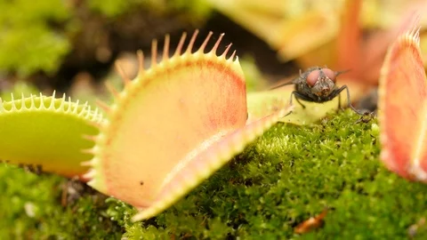 Venus flytrap (Dionaea muscipula) fly escapes Video stock 117869368