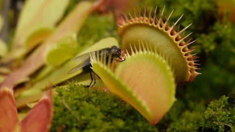 Venus flytrap (Dionaea muscipula) fly escapes Stock Footage 117874910