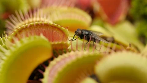 Venus flytrap (Dionaea muscipula) fly escapes Stock Footage 117876673