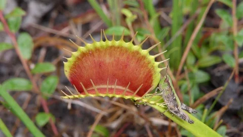 Venus Flytrap (Dionaea muscipula), with grasshopper, NC, USA Video stock 95780161