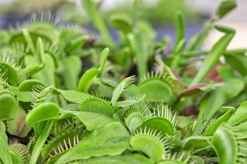 Venus flytrap Dionaea muscipula International Garden Exhibition 2017 Berlin 库存照片