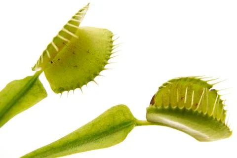 Venus flytrap (Dionaea muscipula) leaf, close-up 库存照片