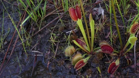 Venus Flytrap (Dionaea muscipula), North Carolina USA Video stock 76836912
