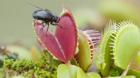 Venus flytrap (Dionaea muscipula) not catching fly Video stock 144849620