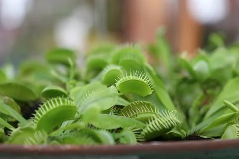 Venus flytrap, dionaea muscipula with open traps. Photos