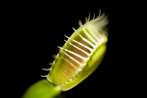 Venus flytrap (dionaea muscipula) Foto stock