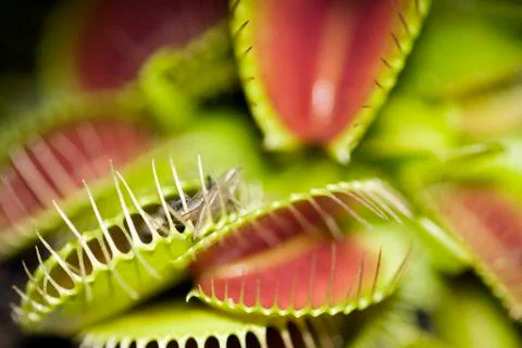 Venus flytrap (dionaea muscipula) Foto stock