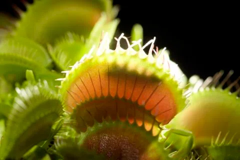 Venus flytrap (dionaea muscipula) 库存照片