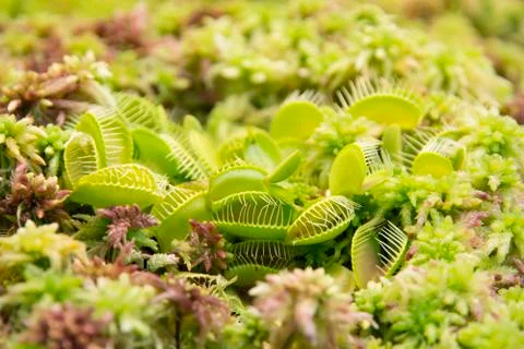 Venus flytrap dionaea muscipula Stockfoto's
