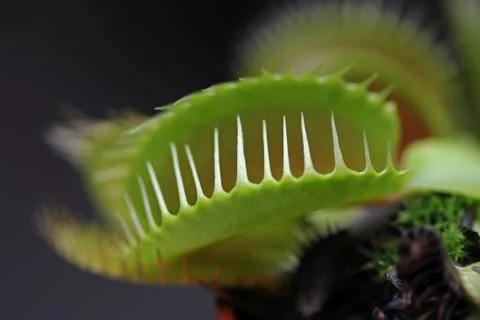 Venus flytrap (dionaea muscipula) Foto stock