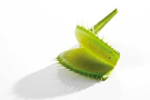 Venus flytrap (dionaea muscipula) Foto stock