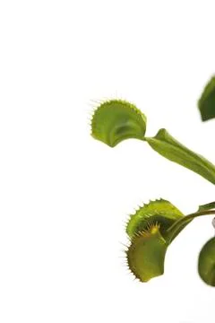 Venus flytrap (dionaea muscipula) Foto stock