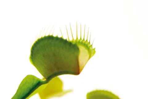 Venus flytrap (dionaea muscipula) Stock Photos