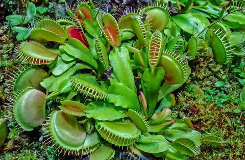 Venus flytrap (Dionaea muscipula) predatory insectivorous plant. Foto stock
