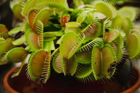 Venus flytrap Dionaea muscipula is a predatory plant from the sundew family Stock Photos