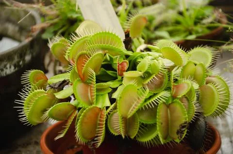 Venus flytrap Dionaea muscipula is a predatory plant from the sundew family Stock Photos
