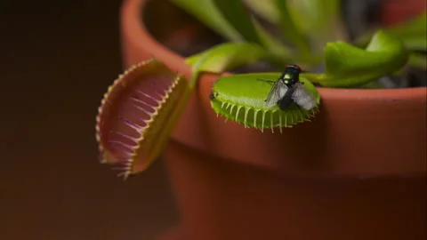 Venus Flytrap (Dionaea muscipula) Snaps Shut but Fly Escapes Video stock 250013877
