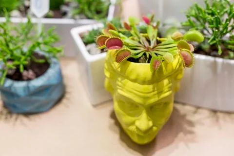 Venus Flytrap, Dionaea muscipula in a stylish decorative flowerpot Stock Photos