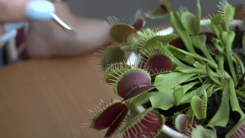 Venus flytrap - dionaea muscipula with a trapped fly Stock Footage 246781016