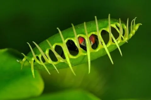 Venus flytrap (Dionaea muscipula) with trapped fly Stock Photos