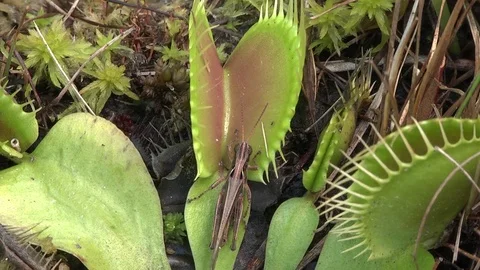 Venus Flytrap (Dionaea muscipula) trapping grasshopper, NC, USA Video stock 81716009