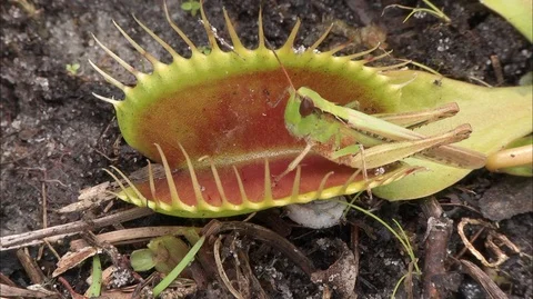 Venus Flytrap (Dionaea muscipula), trapping grasshopper, NC, USA Stock Footage 95762525