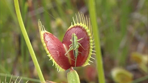 Venus Flytrap (Dionaea muscipula), trapping Katydid, NC, USA Stock Footage 95762647