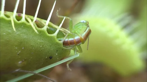 Venus Flytrap (Dionaea muscipula), trapping Katydid, NC, USA Stock Footage 95762684