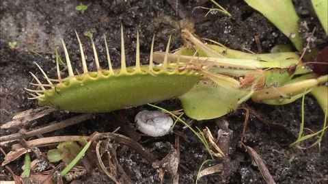Venus Flytrap (Dionaea muscipula), trapping grasshopper, NC, USA Video stock 95779708