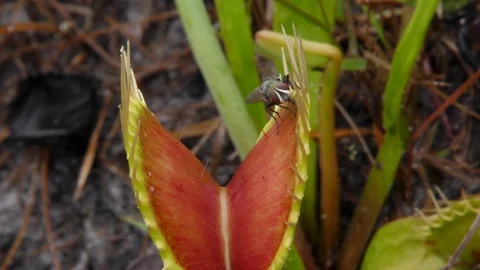 Venus Flytrap (Dionaea muscipula), trapping Common Housefly, NC, USA Stock Footage 95779881
