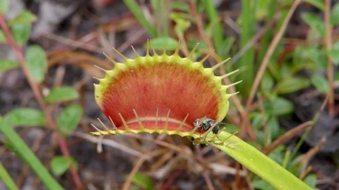Venus Flytrap (Dionaea muscipula), trapping Common Housefly, NC, USA Stock Footage 95779960