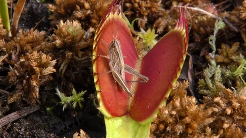 Venus Flytrap (Dionaea muscipula), trapping grasshopper, NC, USA Video stock 95780141