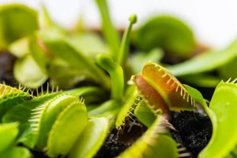 Venus flytrap  (dionaea muscipula) in a vase in summer sunshine Foto stock