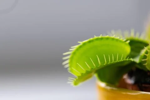 Venus flytrap  (dionaea muscipula) in a vase in summer sunshine Stock Photos