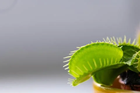 Venus flytrap  (dionaea muscipula) in a vase in summer sunshine Stock Photos