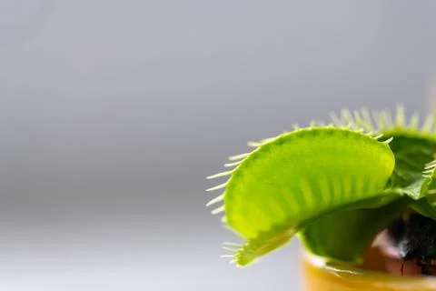 Venus flytrap  (dionaea muscipula) in a vase in summer sunshine Foto stock
