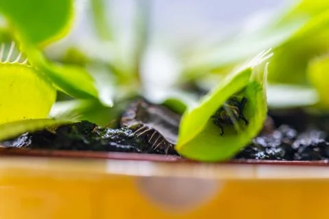 Venus flytrap (dionaea muscipula) in a vase  in the summer sunshine with a ca 库存照片