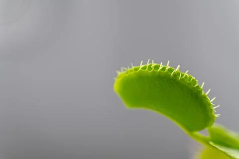 Venus flytrap  (dionaea muscipula) in a vase in summer sunshine Foto stock