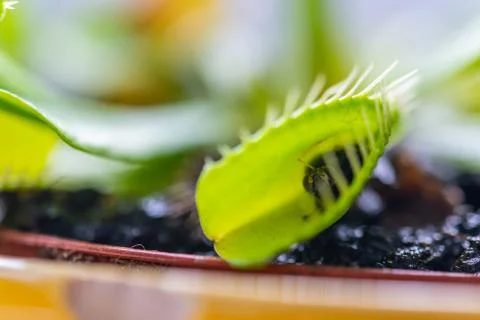 Venus flytrap (dionaea muscipula) in a vase  in the summer sunshine with a ca Foto stock