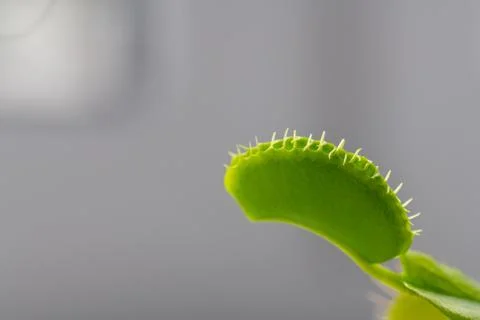 Venus flytrap  (dionaea muscipula) in a vase in summer sunshine 库存照片