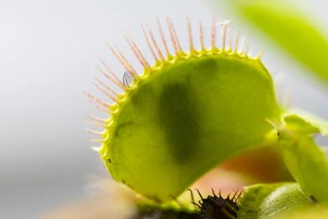 Venus flytrap (dionaea muscipula) in a vase  in the summer sunshine with a ca Stock Photos