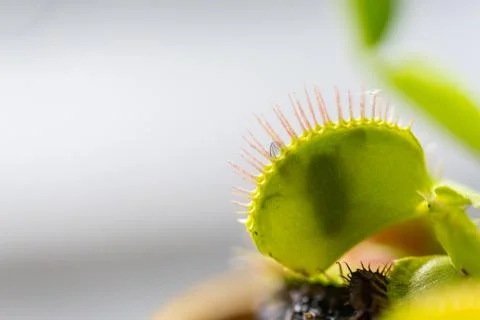 Venus flytrap (dionaea muscipula) in a vase  in the summer sunshine with a ca Stock Photos