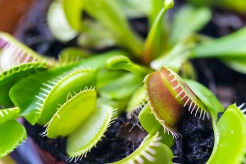 Venus flytrap  (dionaea muscipula) in a vase in summer sunshine Foto stock