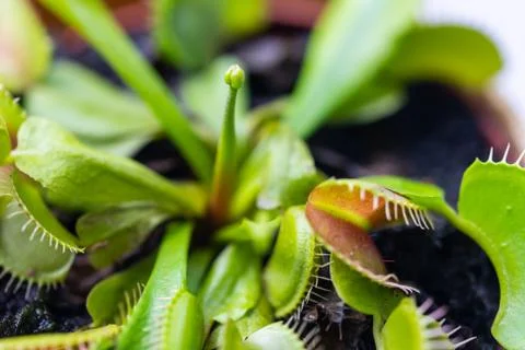 Venus flytrap  (dionaea muscipula) in a vase in summer sunshine Stock Photos